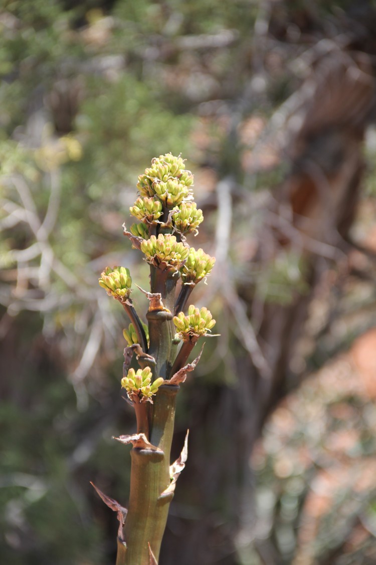 Parry's Agave in Early Stage of Bloom Close-up